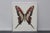 Glass Michele Astolfi, Red Butterfly, 2000s, Mixed Media, Framed For Sale - Image 7 of 7