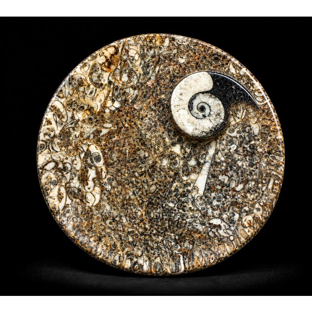 Pair Ammonite Plates Natural Fossil 4.5" For Sale In Los Angeles - Image 6 of 15
