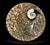 Pair Ammonite Plates Natural Fossil 4.5" For Sale In Los Angeles - Image 6 of 15