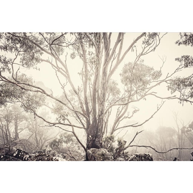Eucalyptus i is an archival inkjet print by contemporary photographer morgan silk. eucalyptus i by morgan silk is...