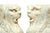 These pair of bas-relief in Turkish marble is an original pair of decorative object realized in Italy in the 18th century....