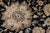 Shabby Chic Floral Pak-Persian Black/Dark Gold Wool Rug - 10'1'' X 14'0'' For Sale - Image 3 of 8