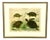 Gotthilf Heinrich Von Schubert, Turtles, 1886, Copperplate Engraving, Framed For Sale