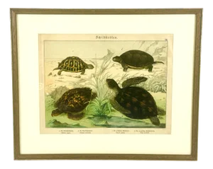 Gotthilf Heinrich Von Schubert, Turtles, 1886, Copperplate Engraving, Framed