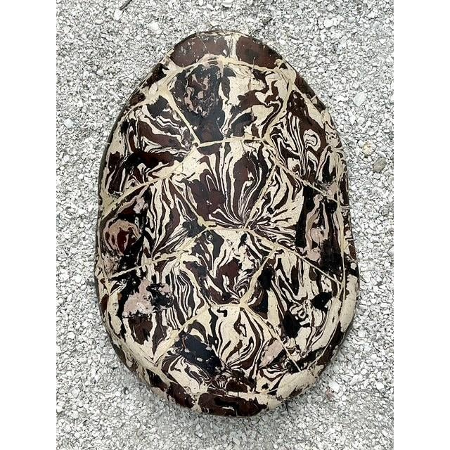 Vintage Boho Artisanal Pigmented Plaster Scagliola Turtle Shell For Sale - Image 4 of 12