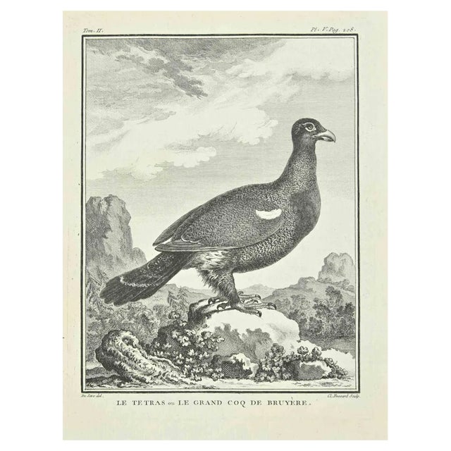 E. Fessard, Le Tetras, Etching, 1771 For Sale