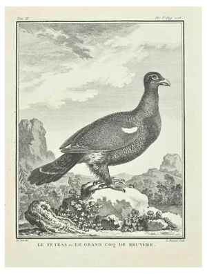 E. Fessard, Le Tetras, Etching, 1771