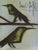 Artist: Bernard Buffet Country: France Title: Bird Couple Medium: Original Lithograph Marks: Signed in plate, not numbered...