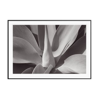 Stuart Möller, Agave,, 2020, Black and White Photograph For Sale