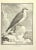 The Balbuzard is an Etching Realized in 1771 by G. Michel. Signed in flat. The Artwork Belongs to the Suite "Natural,...