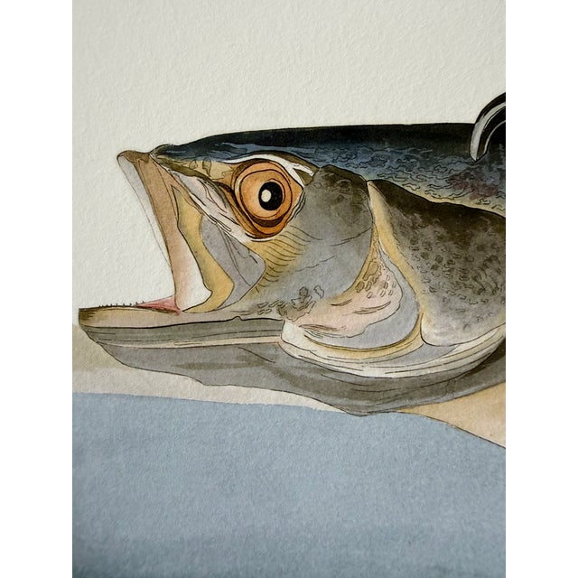 John James Audubon After John James Audubon Fish Hawk (Osprey) Giclée Print, 20” X 30” For Sale - Image 4 of 6