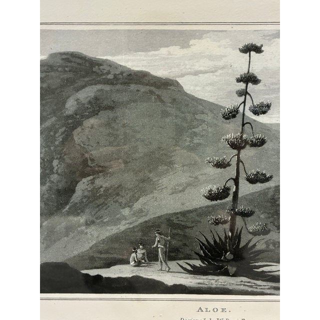 Traditional Natural Curiosities “Aloe” After William Daniell 1807 Botanical Landscape Print For Sale - Image 3 of 7