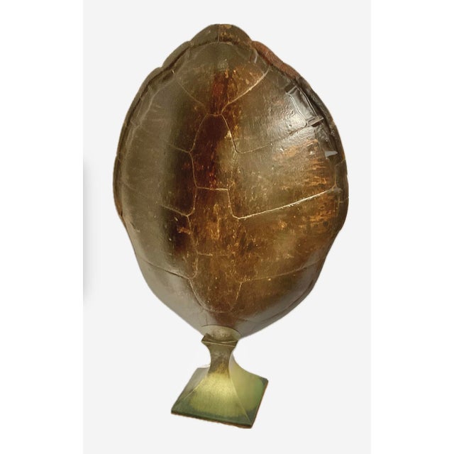 Monumental Natural Antique Turtle Carapace Shell Lamp For Sale - Image 13 of 15