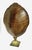 Monumental Natural Antique Turtle Carapace Shell Lamp For Sale - Image 13 of 15