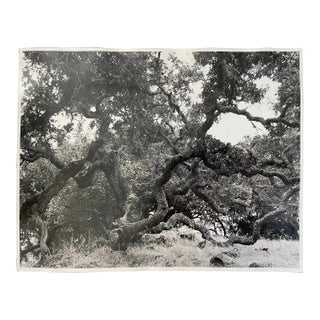 Vintage Americana Black and White Photograph of California Oak Tree Landscape For Sale