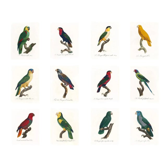 Reproduction Antique 1805 French Parrot Prints - Set of 12 For Sale - Image 13 of 13