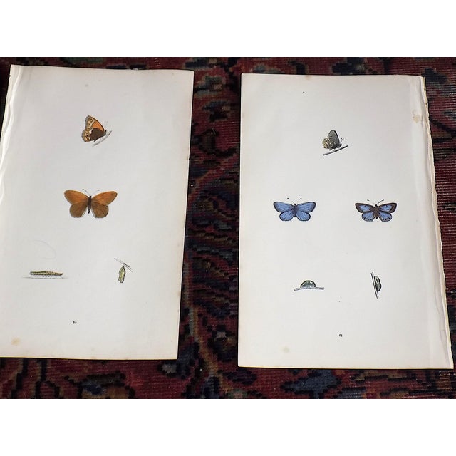 Antique 19th Century Hand Colored Butterfly Lithographs - Set of 12 For Sale - Image 4 of 12