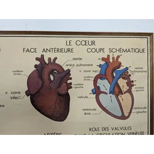 Framed School Anatomy Poster For Sale - Image 3 of 5