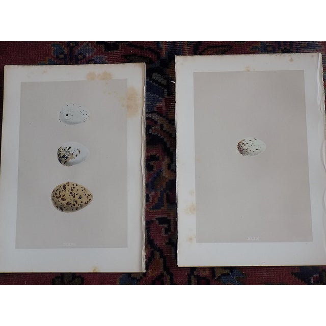 Antique 19th Century Hand Colored Egg Lithographs - Set of 12 For Sale In Cincinnati - Image 6 of 9