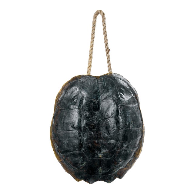 Regina Andrew Turtle Shell Accessory in Natural For Sale