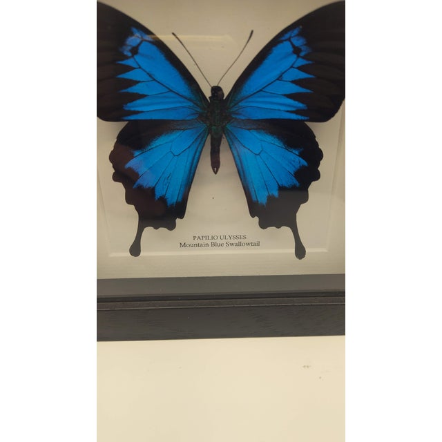 The Blue Mountain Swallowtail (Papilio Ulysses), also known as the Ulysses Butterfly, is one of the largest and most vivid...