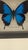 The Blue Mountain Swallowtail (Papilio Ulysses), also known as the Ulysses Butterfly, is one of the largest and most vivid...