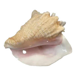 Vintage Mid-Century Modern Conch Seashell