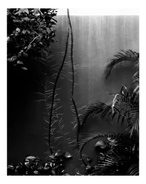 Rooting - Black and White Still Life Photography, Limited Edition of 20 2025