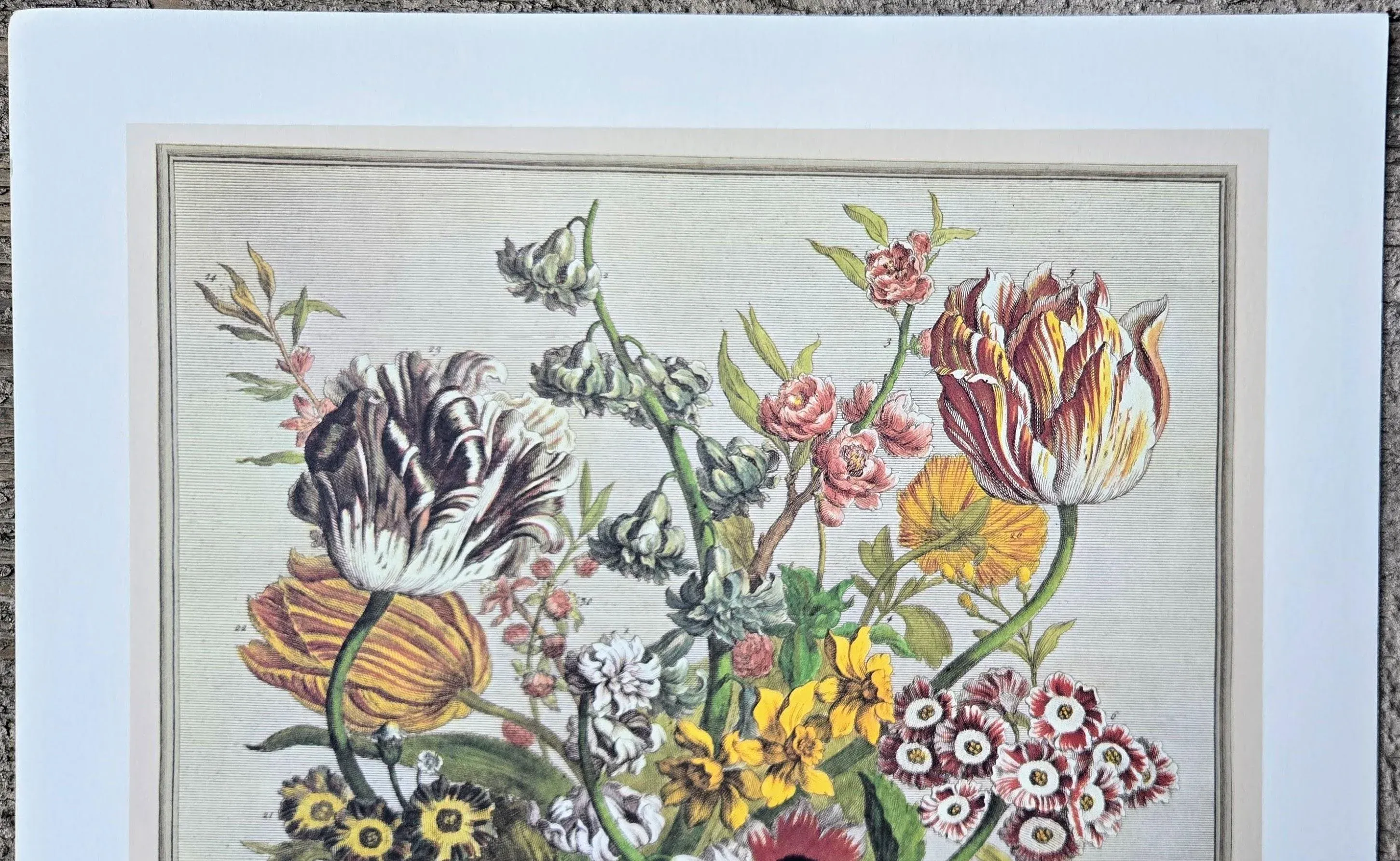 1980s Vintage Robert Furber April Botanical From 