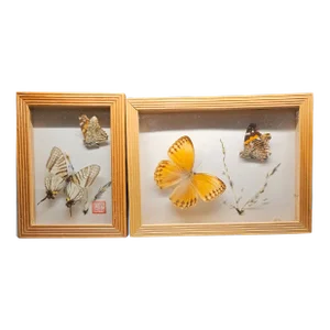 Vintage Butterfly Framed Taxidermy, Set of Two