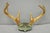Antique Victorian Taxidermy Whitetail Deer Antler Wall Mount Metal Shield Plaque For Sale In Philadelphia - Image 6 of 15