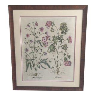 17th Century Basilius Besler Original Copper Plate Engraving With Coa, Framed For Sale
