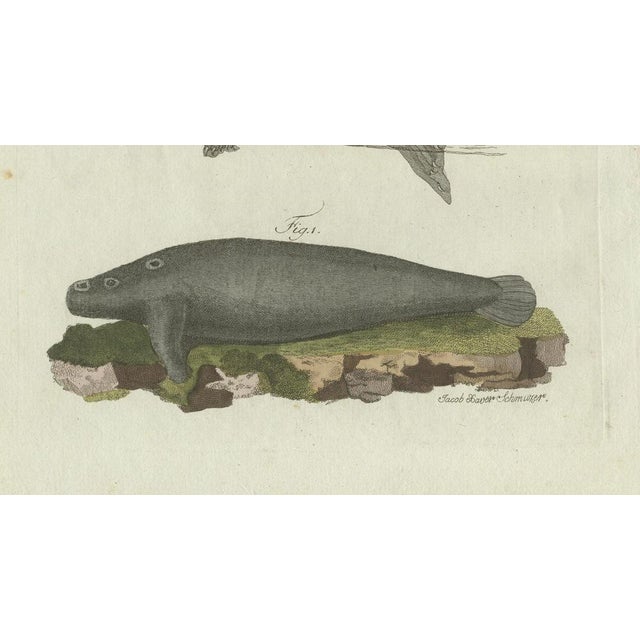 Late 18th Century Bertuch, Seals, Sea Lion and Manatee, 1790, Engraving For Sale - Image 5 of 9