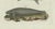 Late 18th Century Bertuch, Seals, Sea Lion and Manatee, 1790, Engraving For Sale - Image 5 of 9