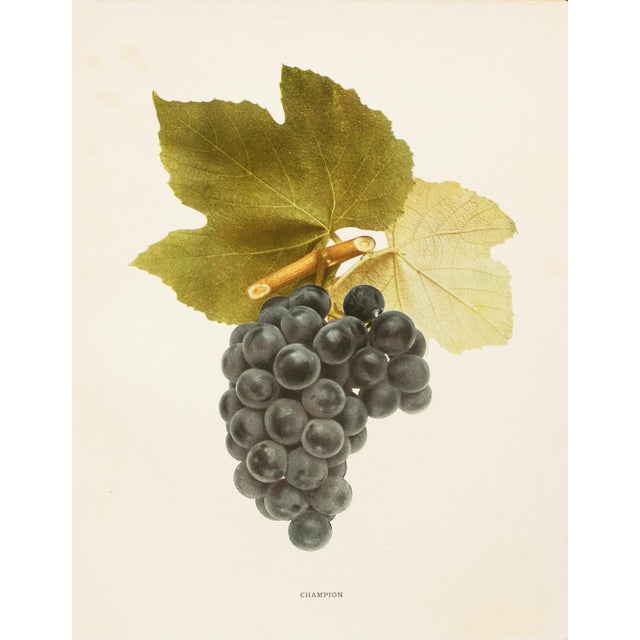 Paper 1900s U. P. Hedrick, Original Antique Photogravure of Champion Grapes For Sale - Image 7 of 7