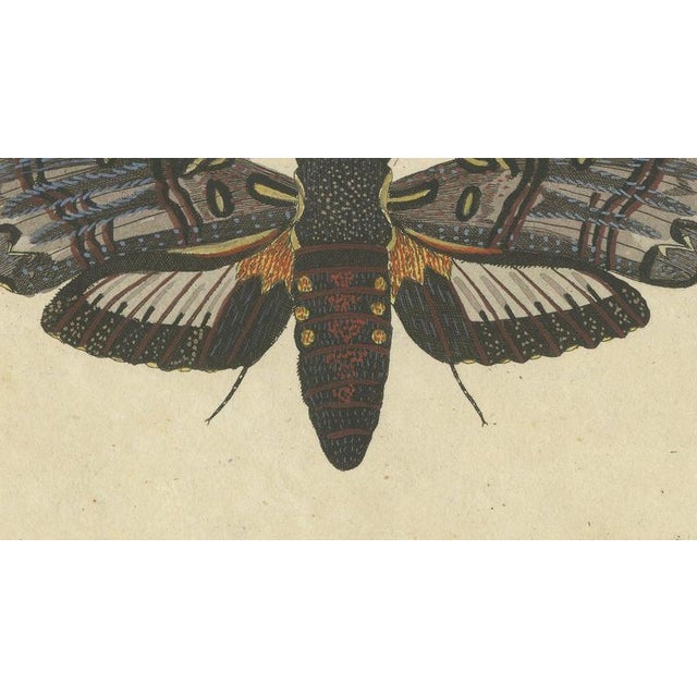 19th Century Bertuch, Two Large Exotic Moths, 1815, Print For Sale - Image 5 of 12
