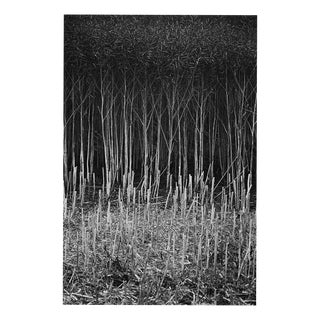 Paul Cooklin, Stubble, Study IV, Occold, Suffolk, Edition of 50 For Sale