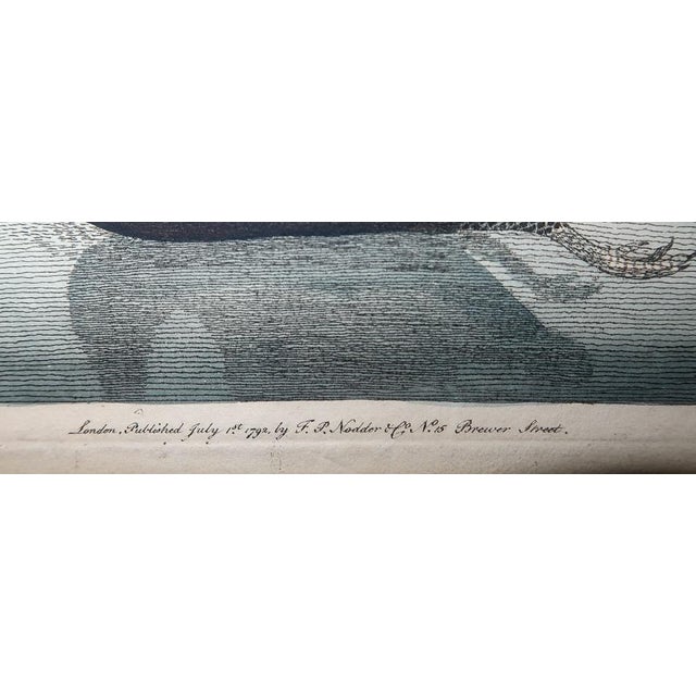 Original 1790s Pair Frederick Polydore Nodder Hand Colored Engravings of Birds Laid & Wove Paper For Sale - Image 4 of 12