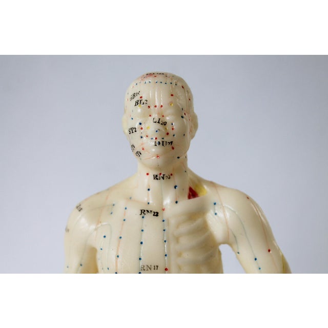 Vintage Acupuncture Mannequin For Sale - Image 9 of 13