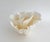 Natural White Poca Coral Specimen For Sale - Image 4 of 8