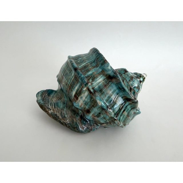 Late 20th Century Giant Green Turbo Marmoratus Shell For Sale - Image 5 of 8