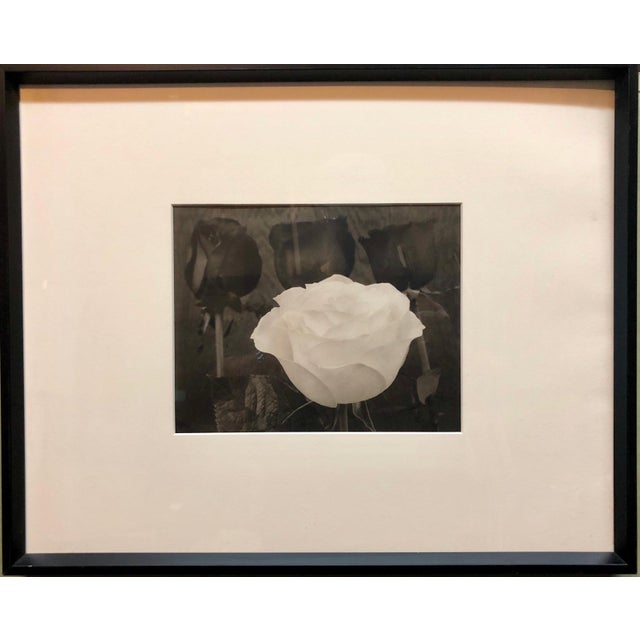 Modern Tom Ferguson, Dramatic White and Black Roses Platinum Palladium Print Photograph, 1996 For Sale - Image 3 of 5