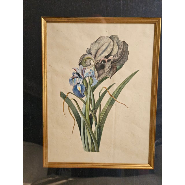 18th-Century Framed Watercolor of Mourning Iris and English Iris For Sale - Image 11 of 11