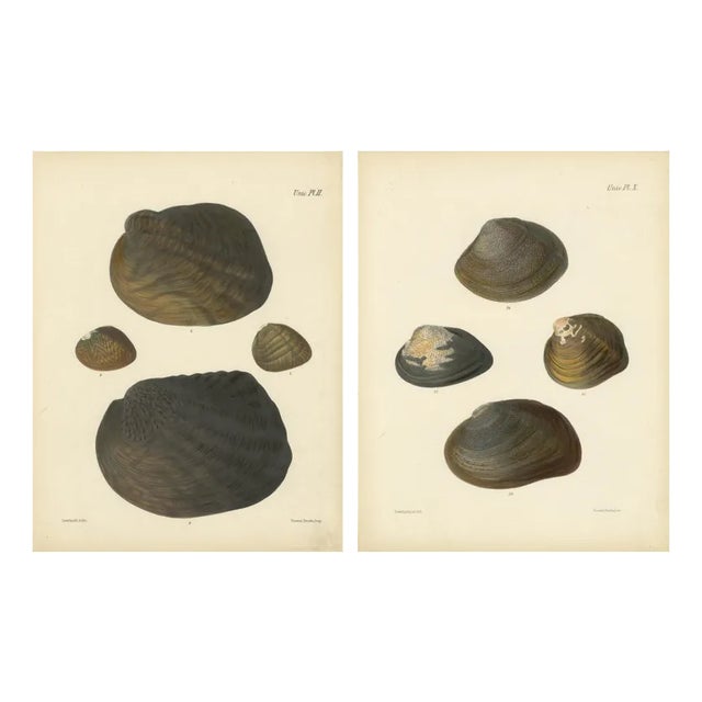Sowerby, Shell Lithographs Unio Hand-Colored Plates, 1800s, Paper, Framed, Set of 2 For Sale