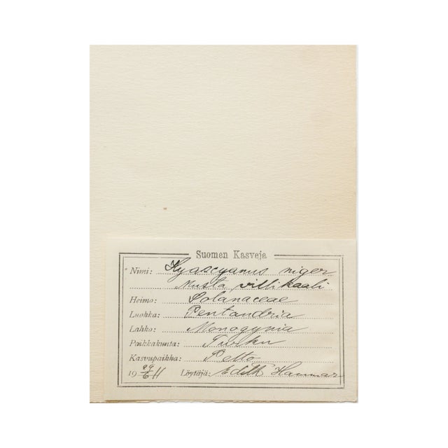 1910s Antique Swedish Herbarium - Black Henbane, Circa 1911 For Sale - Image 5 of 5