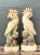Mid 20th Century Vintage Onyx and Alabaster Cockatoos - A Pair For Sale - Image 5 of 12