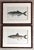 Wood Antique Denton Fish Prints-Custom Framed-Set 2 For Sale - Image 7 of 7