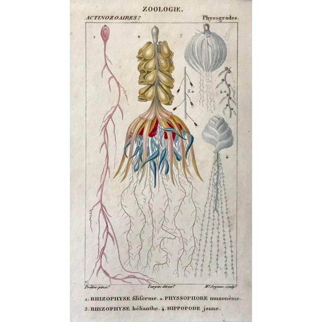 Original Antique French Colored Engravings of Jellyfish by Turpin Paris 1816 - a Pair For Sale - Image 4 of 8