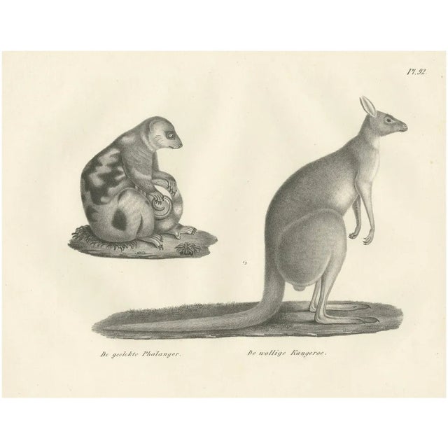 C.C. G. Zool., Spotted Phalanger and Woolly Kangaroo of Australia, 1836, Lithograph For Sale