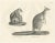 C.C. G. Zool., Spotted Phalanger and Woolly Kangaroo of Australia, 1836, Lithograph For Sale